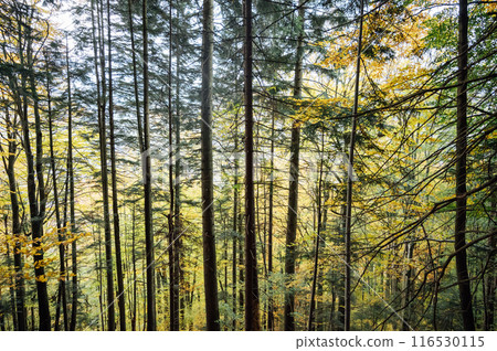 Golden autumn in the Carpathians. Mining arrays combined with trees with yellow leaves. Beautiful clouds and sun Golden autumn in the Carpathians. Mining arrays combined with trees with yellow leaves. Beautiful clouds and sun 116530115
