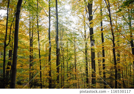 Golden autumn in the Carpathians. Mining arrays combined with trees with yellow leaves. Beautiful clouds and sun Golden autumn in the Carpathians. Mining arrays combined with trees with yellow leaves. Beautiful clouds and sun 116530117