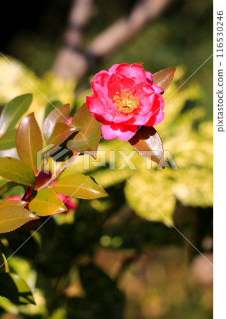 Red sasanqua flower 116530246