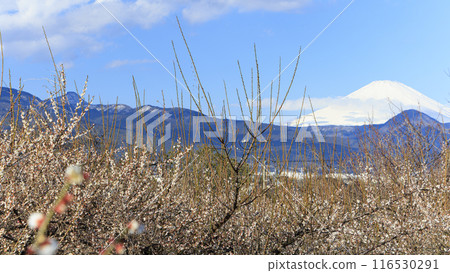 從梅林眺望冬天的富士山（曾我梅花節） 116530291