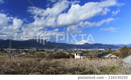 Mount Fuji in winter as seen from the plum grove (Soga Plum Festival) 116530292
