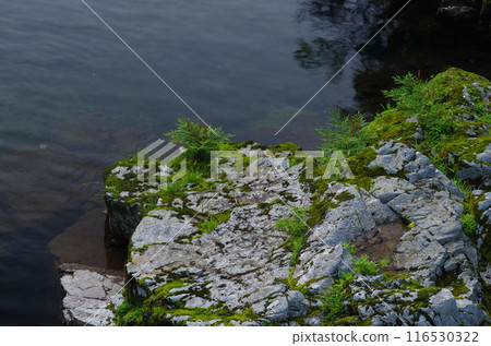Wild grass landscape 116530322