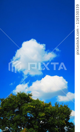 樹木和藍天的美麗風景 樹木和藍天的美麗風景 116530339