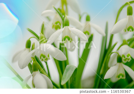 White snowdrops flowers in spring forest. Beautiful first flowers snowdrops. White snowdrops flowers in spring forest. Beautiful first flowers snowdrops. 116530367