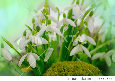 White snowdrops flowers in spring forest.  Beautiful first flowers snowdrops. 116530378