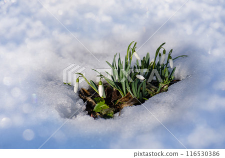 White snowdrops flowers in spring forest.  Beautiful first flowers snowdrops. 116530386