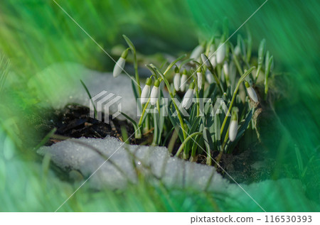 White snowdrops flowers in spring forest.  Beautiful first flowers snowdrops. 116530393