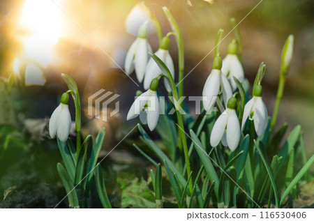 Tender spring flowers in spring forest. Snowdrops symbolize the arrival of spring. 116530406