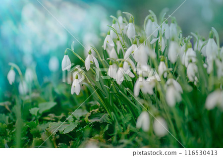 Tender spring flowers in spring forest. Snowdrops symbolize the arrival of spring. 116530413