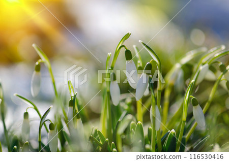 Tender spring flowers in spring forest. Snowdrops symbolize the arrival of spring. 116530416