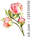 Hand draw watercolor peony flowers 116530456