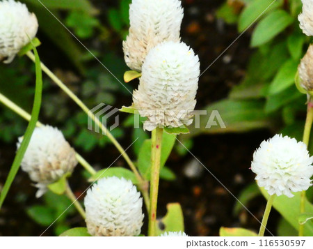 White flower White flower 116530597