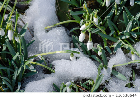 Flowering snowdrops in snow. Gentle snowdrop flowering in spring forest. 116530644