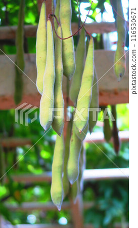 紫藤花掛果的風景 116530671