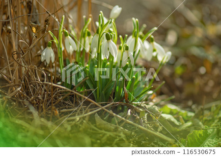 Early spring white snowdrops flowers grow in the garden under the snow on a spring sunny day. 116530675