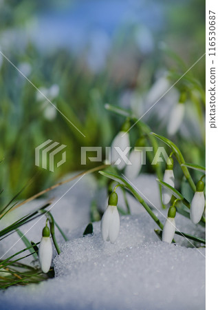 Early spring white snowdrops flowers grow in the garden under the snow on a spring sunny day. 116530687