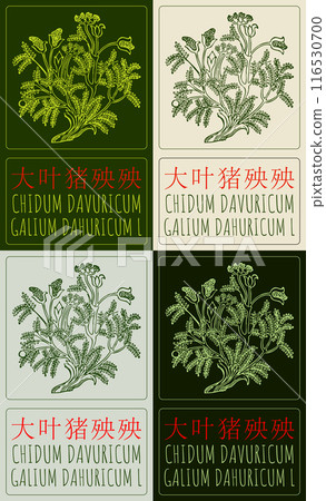 Set of vector drawing CHIDUM DAVURICUM in Chinese in various colors. Hand drawn illustration. The Latin name is GALIUM DAHURICUM L. Set of vector drawing CHIDUM DAVURICUM in Chinese in various colors. Hand drawn illustration. The Latin name is GALIUM DAHURICUM L. 116530700