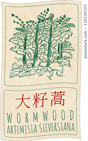 Vector drawing WORMWOOD in Chinese. Hand drawn illustration. The Latin name is ARTEMISIA SIEVERSIANA Vector drawing WORMWOOD in Chinese. Hand drawn illustration. The Latin name is ARTEMISIA SIEVERSIANA 116530703