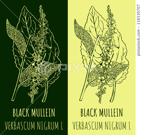 Vector drawings BLACK MULLEIN. Hand drawn illustration. Latin name VERBASCUM NIGRUM L. 116530707