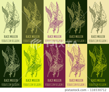 Set of vector drawing of BLACK MULLEIN in various colors. Hand drawn illustration. Latin name VERBASCUM NIGRUM L. 116530712