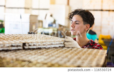 Experienced woman taking out trays with earth and seeds from automatic filling and seeding line for growing containerized seedlings of decorative plants in greenhouse 116530724