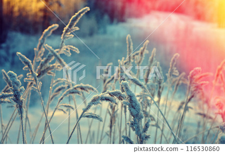.Winter beauty scene .Winter beauty scene 116530860