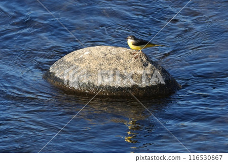 鶺鴒在河石上尋找食物,野鳥在水邊尋找食物 鶺鴒在河石上尋找食物,野鳥在水邊尋找食物 116530867