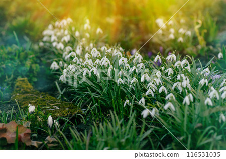 First spring white flowers Galanthus nivalis. Early spring snowdrops growing in snow in early spring. First spring white flowers Galanthus nivalis. Early spring snowdrops growing in snow in early spring. 116531035