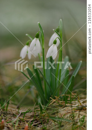 First spring white flowers Galanthus nivalis. Early spring snowdrops growing in snow in early spring. First spring white flowers Galanthus nivalis. Early spring snowdrops growing in snow in early spring. 116531054