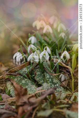 Scenic view of the spring forest with white snowdrops. Snowdrops in spring garden. 116531073