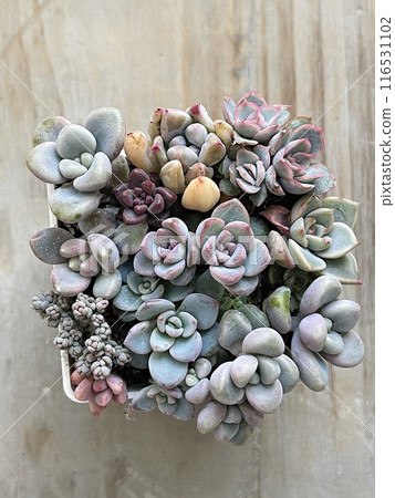 Succulent propagation. Different Echeveria Plant Flower Rosette on wooden board background, top view 116531102