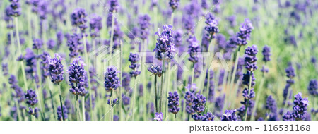薰衣草 花園 開花 植物 夏天 lavender garden summer ラベンダー 薰衣草 花園 開花 植物 夏天 lavender garden summer ラベンダー 116531168