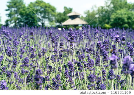 薰衣草 花園 開花 植物 夏天 lavender garden summer ラベンダー 116531169