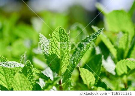 Spearmint Spearmint 116531181