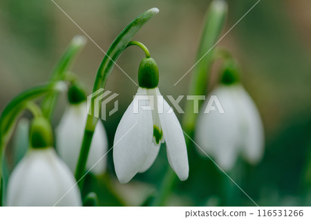 Early spring white snowdrops. Snowdrop flowers in the snow spring nature background. 116531266