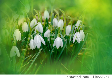 Early spring white snowdrops. Snowdrop flowers in the snow spring nature background. 116531267