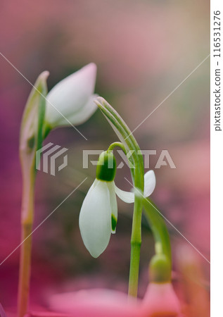 Early spring white snowdrops. Snowdrop flowers in the snow spring nature background. 116531276