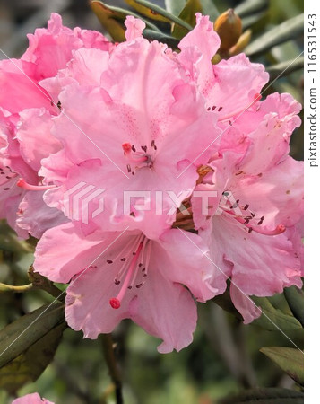 桃紅色杜鵑花花 116531543
