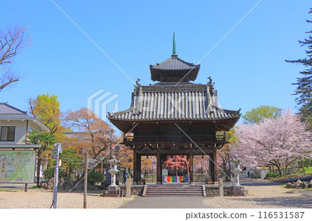 Scenery of Koshoji Temple's inner gate and cherry blossoms in Nagoya, Aichi Prefecture 116531587