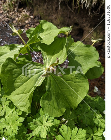 Trillium blooming by the water 116531606