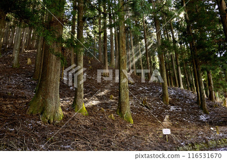 Tanzawa Mountains: Sunlight Filtering Forest Tanzawa Mountains: Sunlight Filtering Forest 116531670