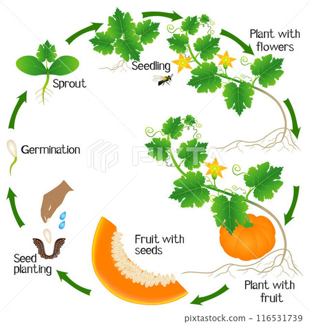 A growth cycle of a pumpkin plant on a white background. 116531739