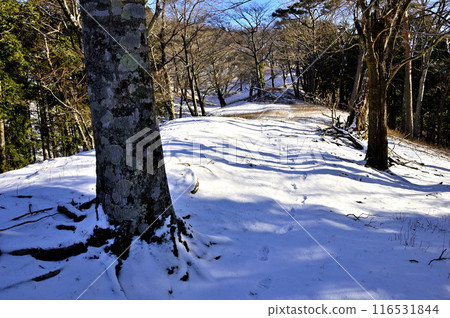 Sannoto in the Tanzawa Mountains: Snow-covered mugwort ridge Sannoto in the Tanzawa Mountains: Snow-covered mugwort ridge 116531844