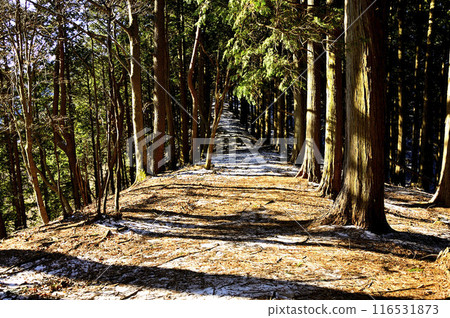 丹澤艾嶺林中冬日陽光照耀的山脊小徑 116531873