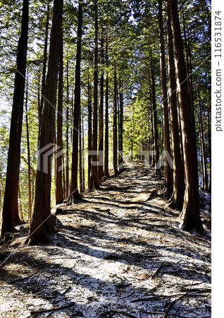 丹澤艾嶺林中冬日陽光照耀的山脊小徑 116531874