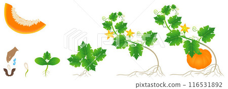 Cycle of growth of a pumpkin plant on a white background. 116531892