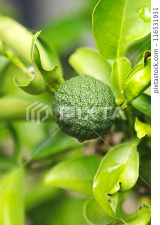 年輕的綠色柚子果(自然光微距特寫) 年輕的綠色柚子果(自然光微距特寫) 116531931