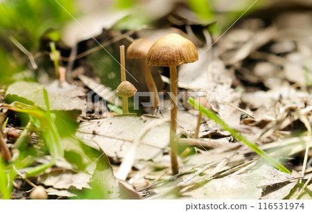 A small mushroom that grows in familiar places and can be seen, "Mujinatake" (macrophotographed on a sunny day) A small mushroom that grows in familiar places and can be seen, "Mujinatake" (macrophotographed on a sunny day) 116531974