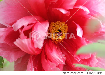 Peony ~ ~ ✿Peony✿ ~ ~ Peony ~ ~ ✿Peony✿ ~ ~ 116532094