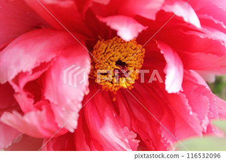 Peony ~ ~ ✿Peony✿ ~ ~ Peony ~ ~ ✿Peony✿ ~ ~ 116532096